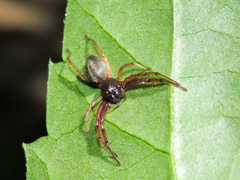 Trachelas volutus