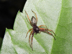 Trachelas volutus