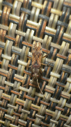 Horn-banded Seed Bug photo 4