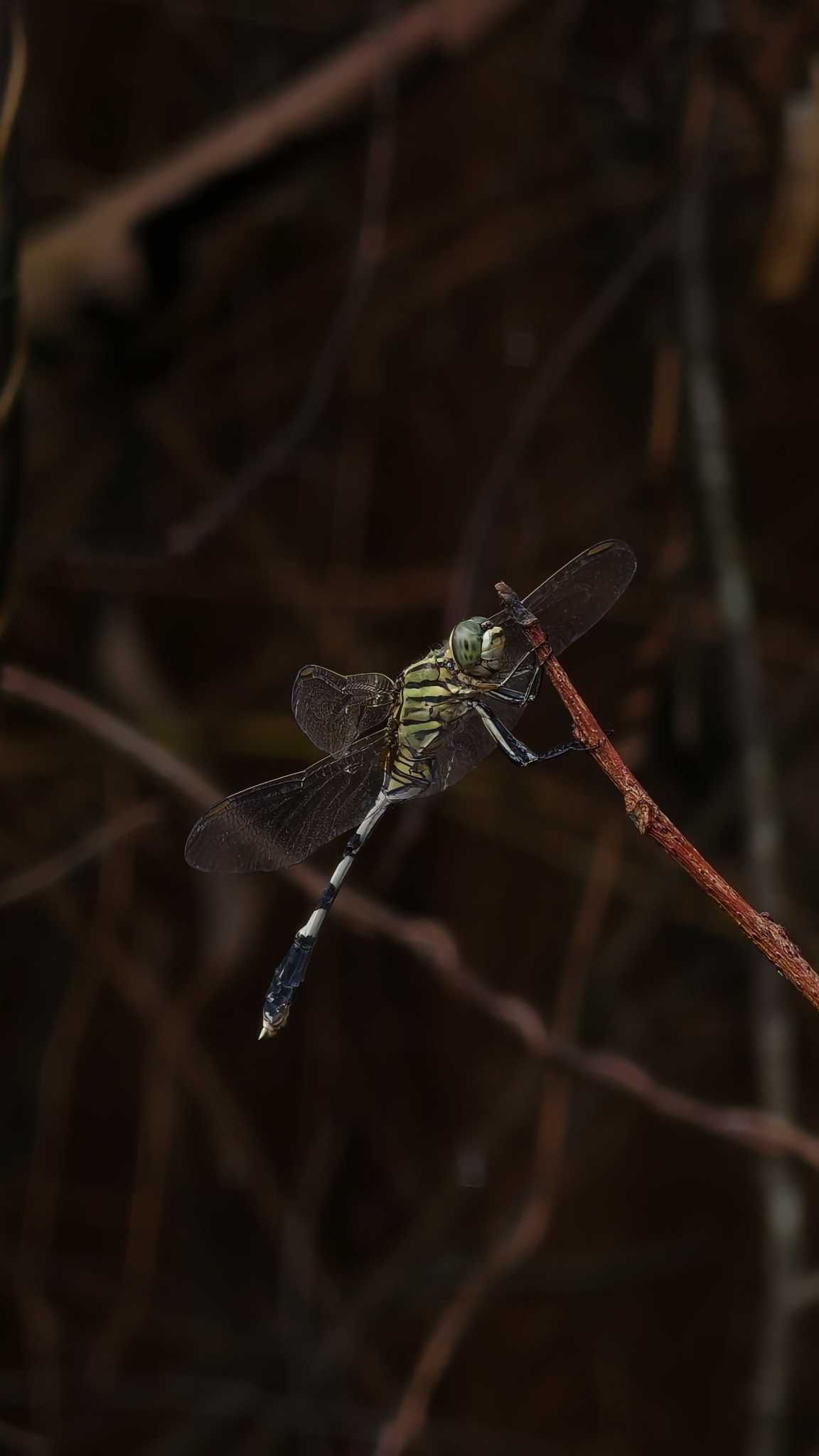 Slender Skimmer