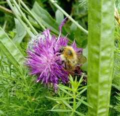 Bombus pascuorum