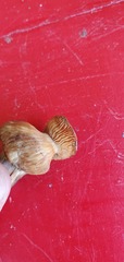 Psilocybe cubensis