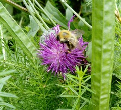 Bombus pascuorum