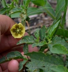 Physalis longifolia subglabrata