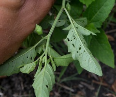 Physalis longifolia subglabrata