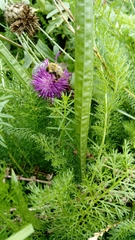 Bombus pascuorum