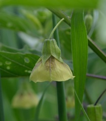 Physalis longifolia subglabrata