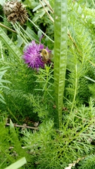 Bombus pascuorum