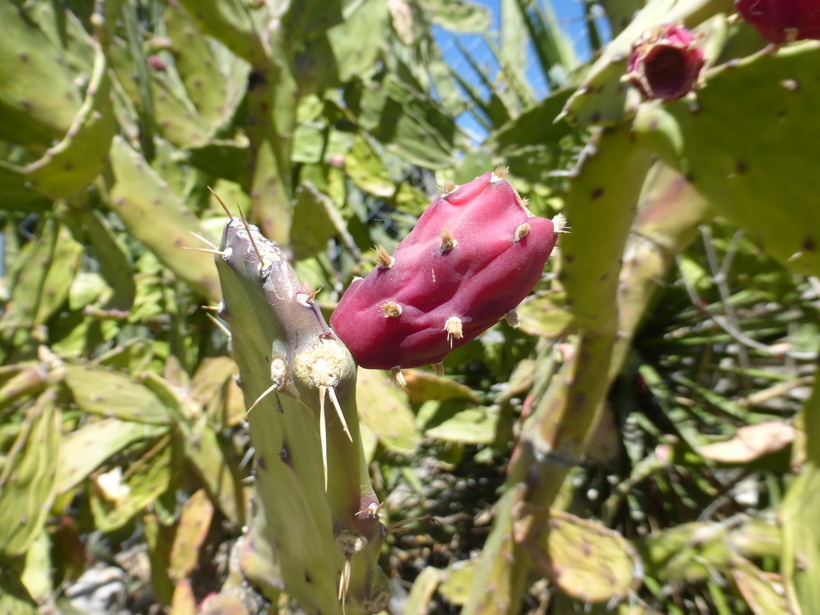 Opuntia nuda