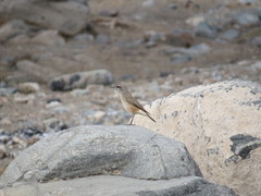Oenanthe chrysopygia