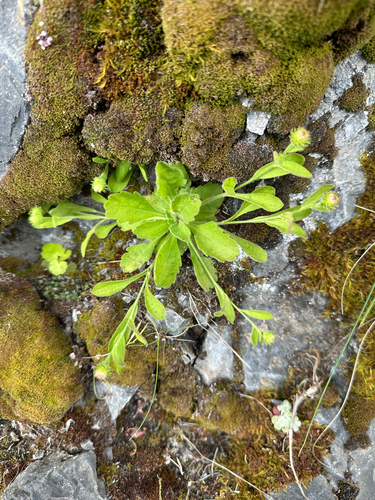 Gorge Fleabane (Erigeron oreganus)