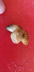 Psilocybe cubensis