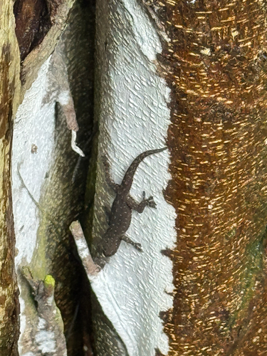 Hemidactylus garnotii observed 2025-05-16