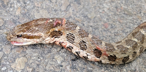 Père David's Ratsnake