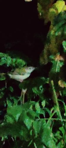 Common Tailorbird