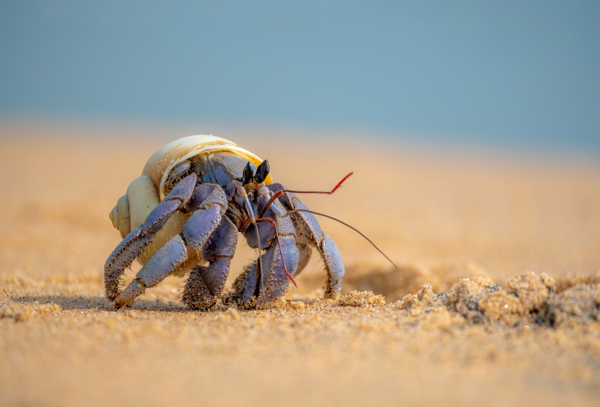 藍紫陸寄居蟹(Coenobita violascens) · 愛自然-臺灣(iNaturalist Taiwan)