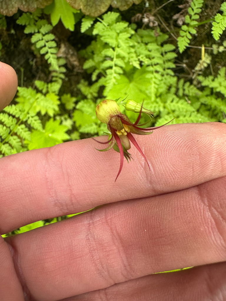 Oregon Bolandra in May 2025 by Kieran Hanrahan · iNaturalist