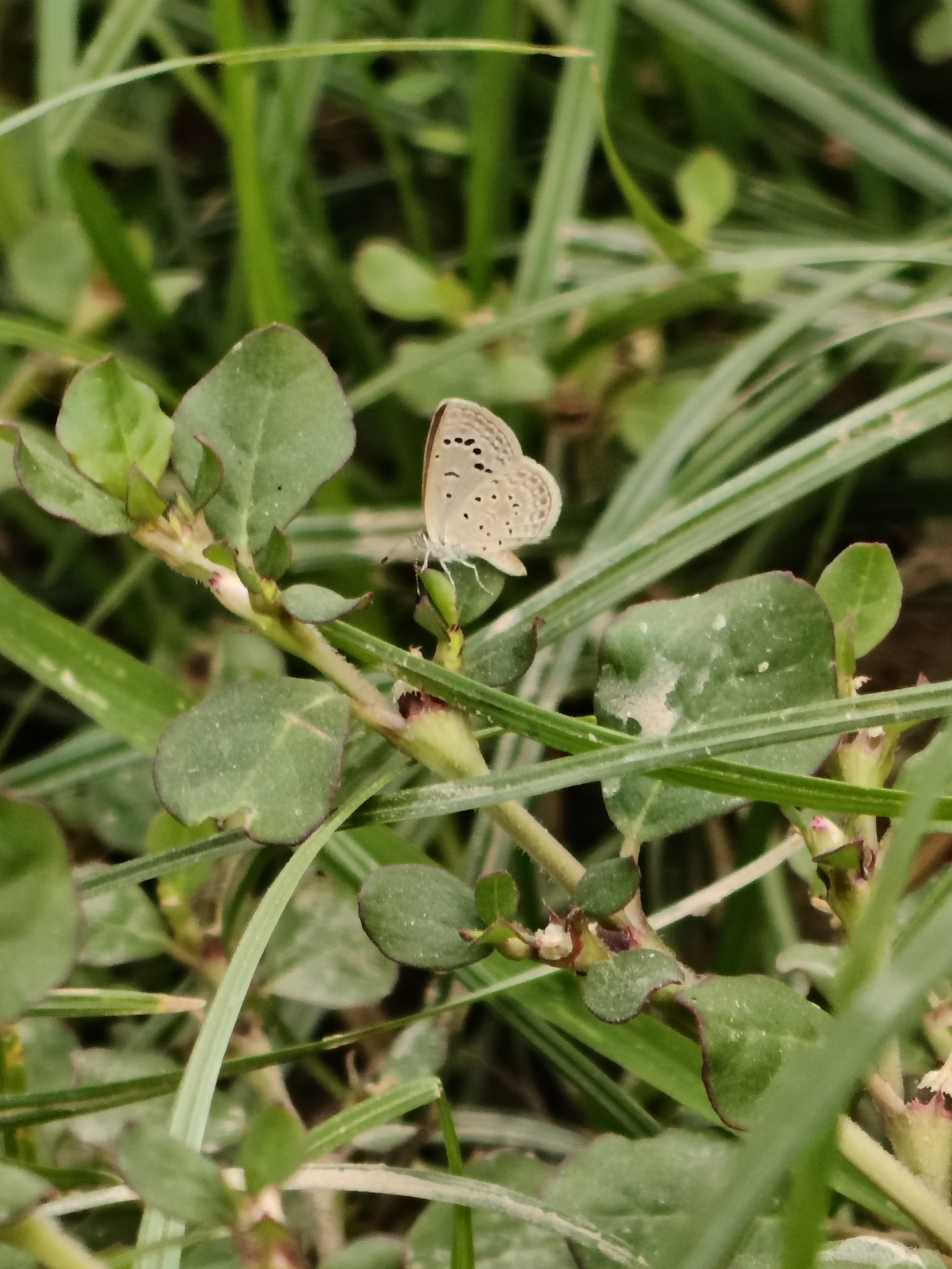 Dark Grass Blue