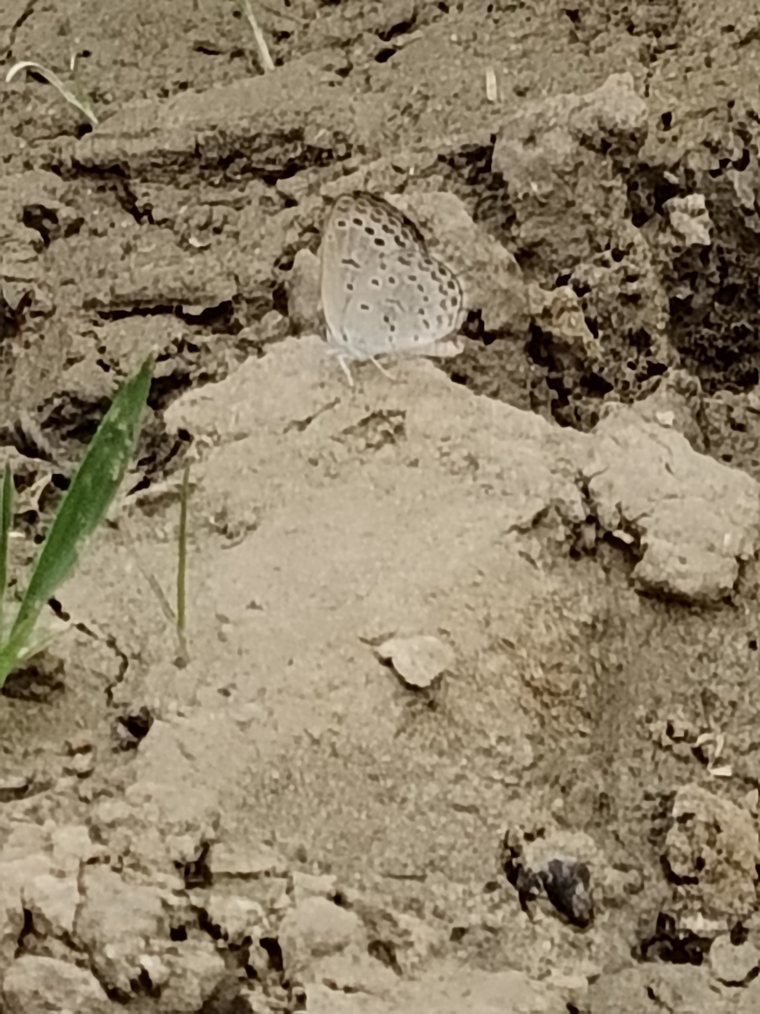 Pale Grass Blue