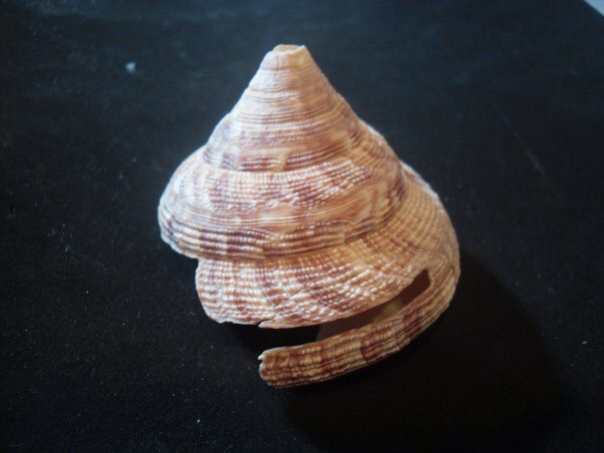 lovely slit shell