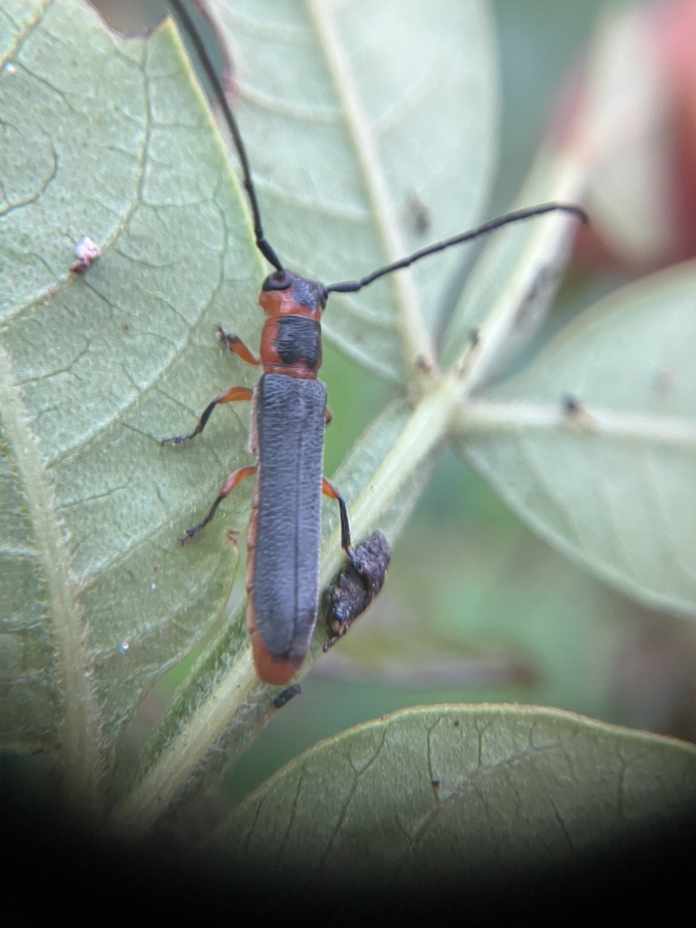 sumac stem borer