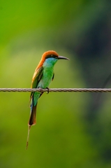 Rufous-Crowned Bee-Eater photo 2
