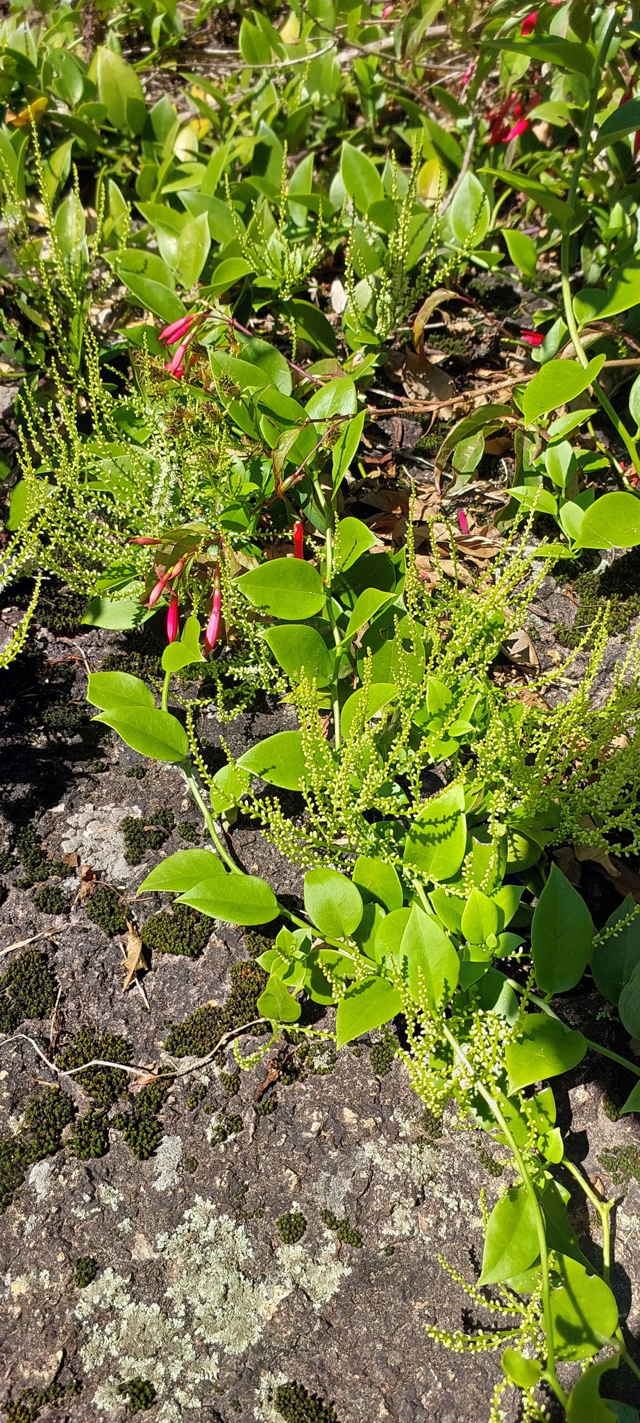 Anredera tucumanensis