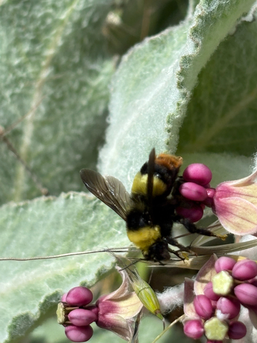 iNaturalist observation photo of Crotch's Bumble Bee