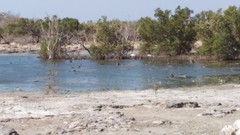 Phoenicopterus roseus