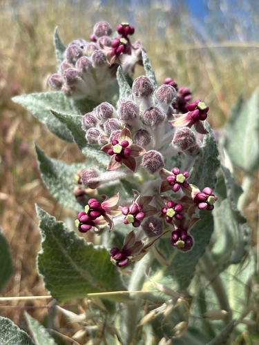 iNaturalist observation photo of California milkweed