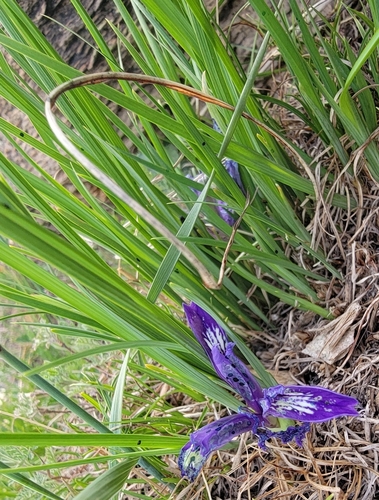 Pilgrim Iris