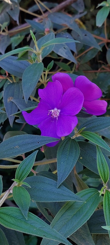 Pleroma fothergillae