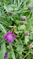 Bombus pascuorum