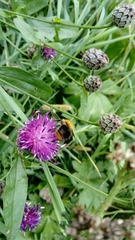 Bombus pascuorum