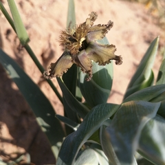 Ferraria