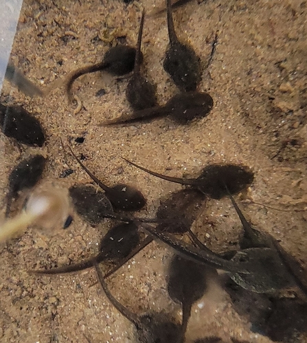 Taihang Brown Frog