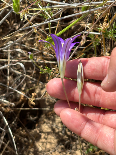 iNaturalist observation photo of harvest brodiaea