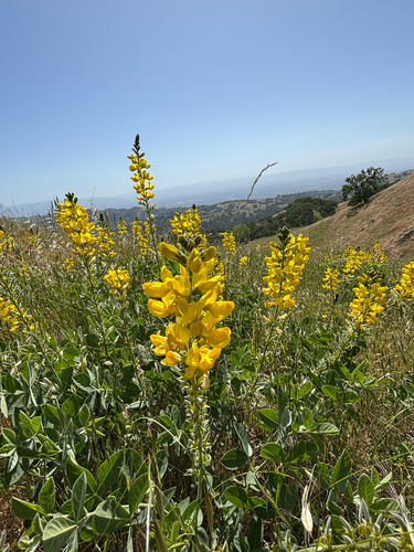 iNaturalist observation photo of California goldenbanner