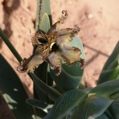 Ferraria