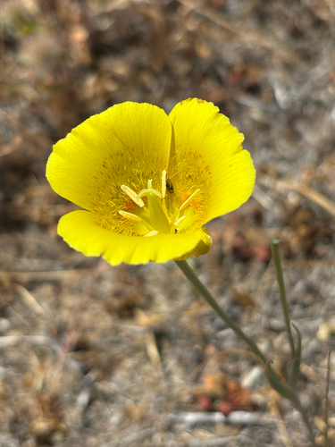 iNaturalist observation photo of Yellow Mariposa Lily