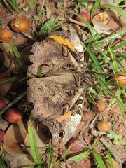 Opsiphanes invirae