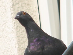 Columba livia domestica
