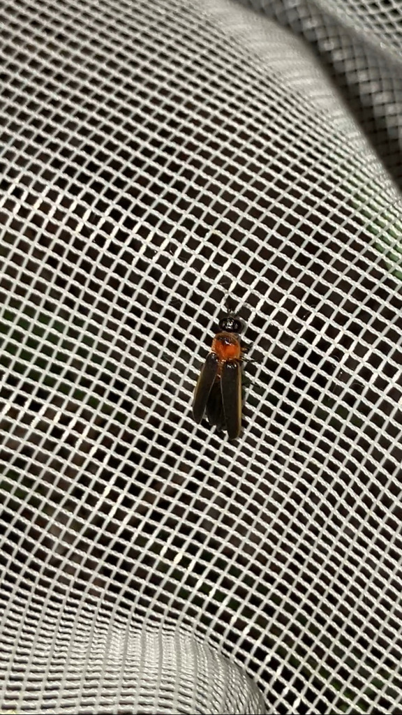 Dark-sutured Photinus