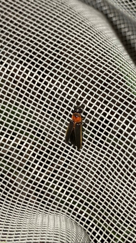 Dark-sutured Photinus