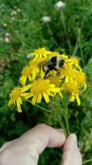 Bombus