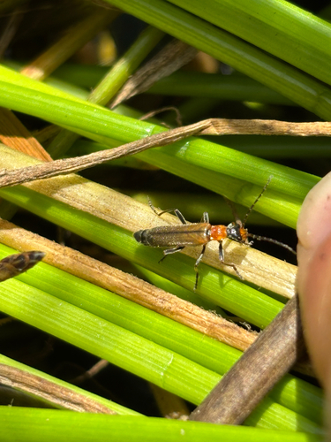 iNaturalist observation photo of Dichelotarsus cavicollis
