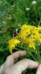 Bombus