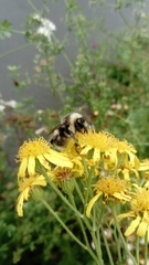 Bombus