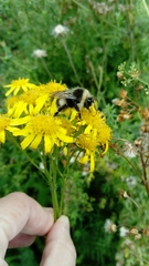 Bombus