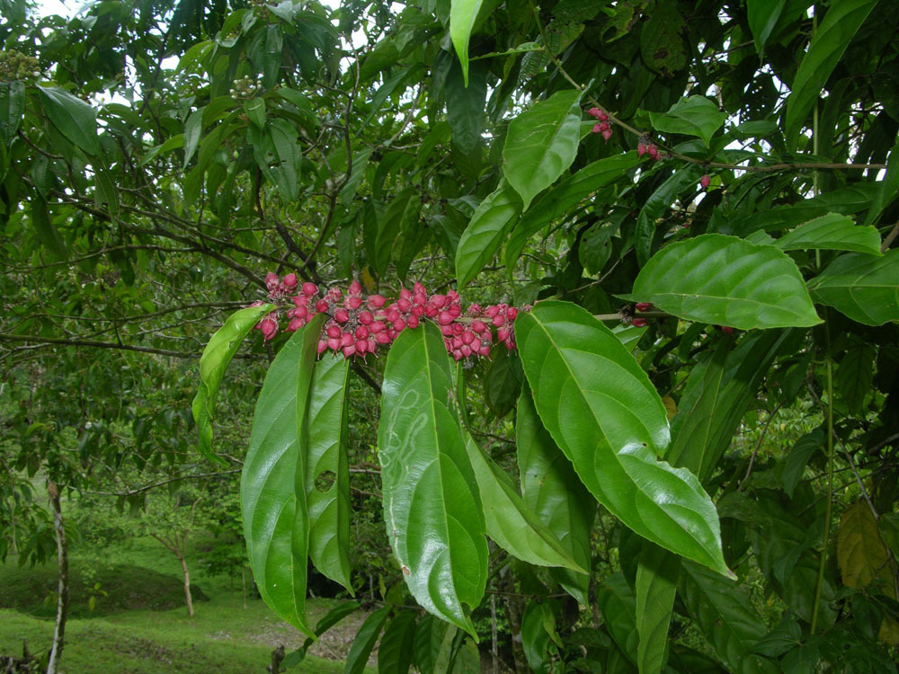 Piparea dentata